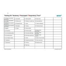Anatomie: kaak, keel en ademhalingstraject