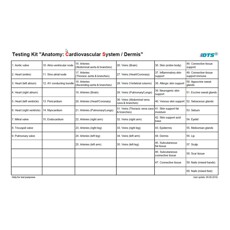 Anatomie: cardiovasculair en huid