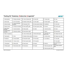 Anatomie: endocrien en urogenitaal systeem